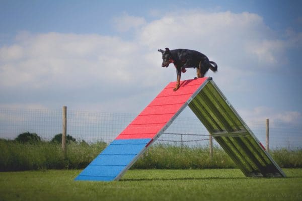 Agility Run A-Hinder   Lågpris med Billig Frakt - Bild 3