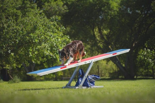 Agility Run Vippbräda  Lågpris med billig frakt
