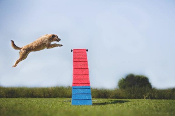 Agility Run Balansbom  Lågpris med  Billig frakt - Bild 3