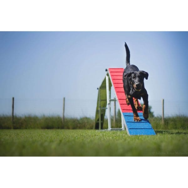 Agility Run Balansbom  Lågpris med  Billig frakt - Bild 2