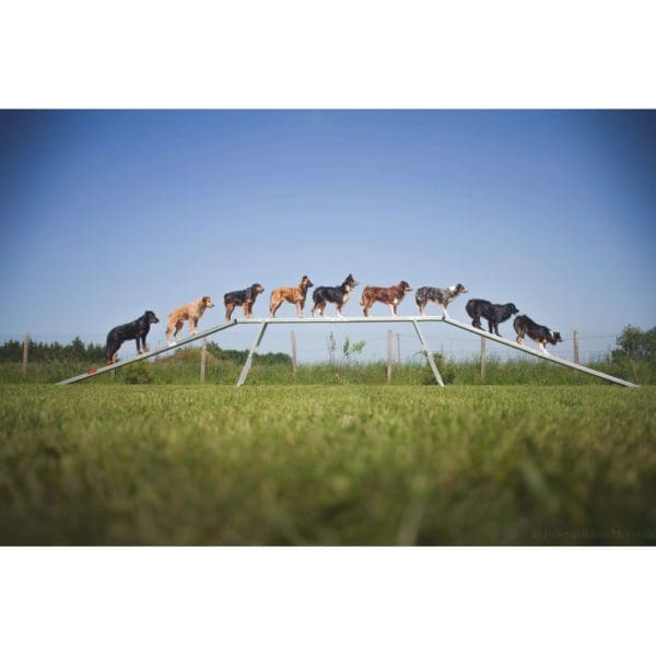 Agility Run Balansbom  Lågpris med  Billig frakt