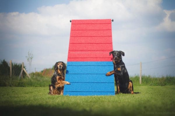 Agility Run A-Hinder   Lågpris med Billig Frakt