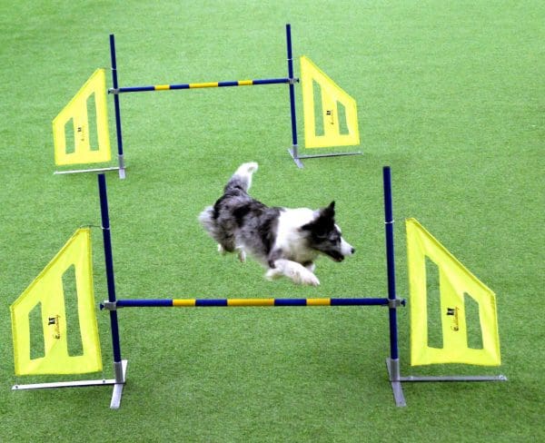 Callieway Hopphinder 2 pack - Bild 8